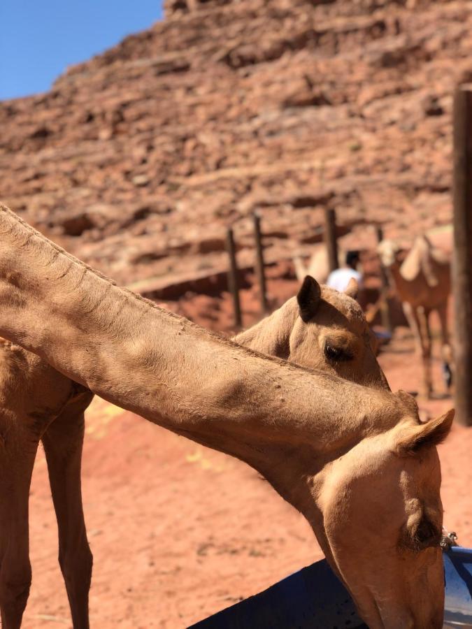 Rum Desert Princess Camp Wadi Rum Ngoại thất bức ảnh